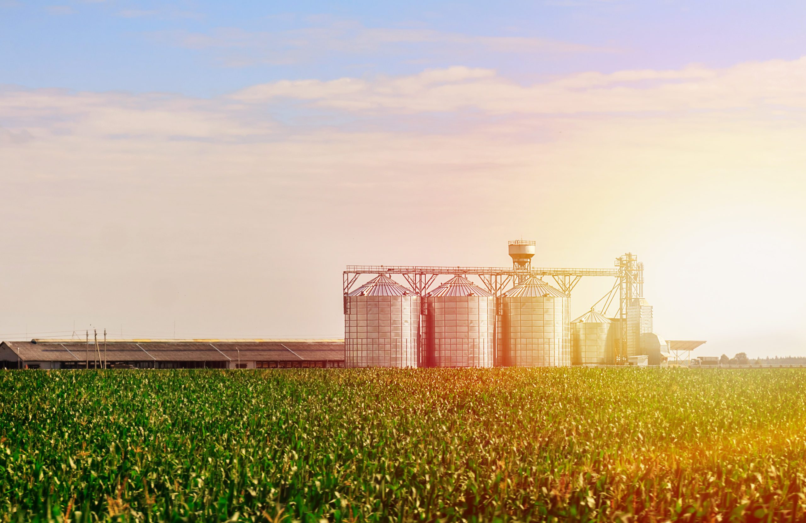 Grain in corn Field. Set of storage tanks cultivated agricultural crops processing plant.