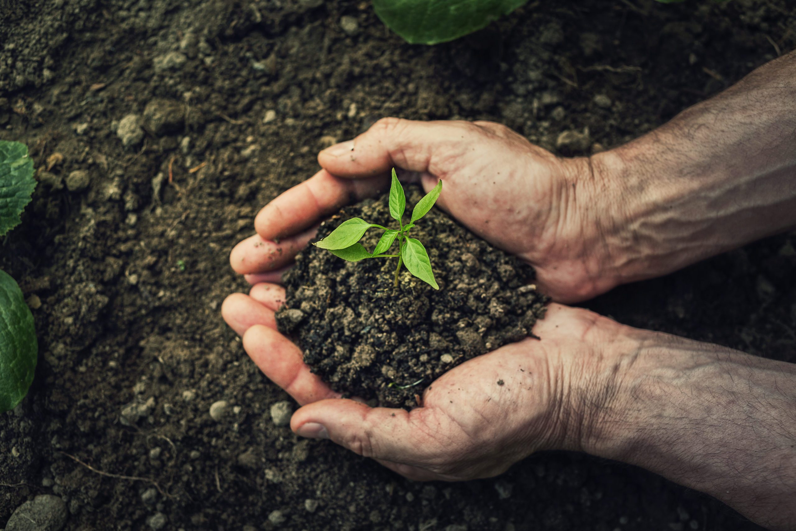 Gardener hands holding fertile soil with grown green seedling. Environment concept. Bio